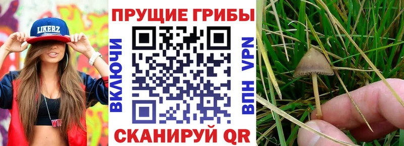 Галлюциногенные грибы Psilocybine cubensis  Мезень 